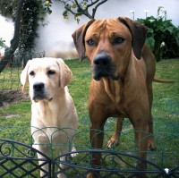 /album/galeria-de-fotos/budatica-jpg/