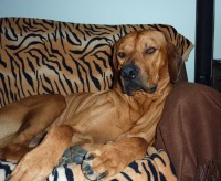 /album/galeria-de-fotos/cabe%c3%a7a-jpg/