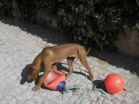 /album/galeria-de-fotos/atle%cc%81tico-jpg/