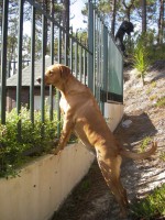 /album/galeria-de-fotos/cerca-jpg/