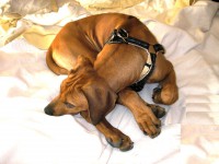 /album/galeria-de-fotos/leao-jpg/