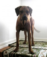 /album/galeria-de-fotos/luz-leao2-jpg/