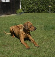 /album/galeria-de-fotos/musc-de-leao-jpg/