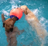 /album/galeria-de-fotos/lutaboia13-jpg/