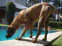 /album/galeria-de-fotos/musculoleo-jpg/