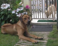 /album/galeria-de-fotos/leotica-cancela3-jpg/