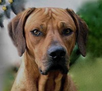 /album/galeria-de-fotos/a23-buda111-jpg/