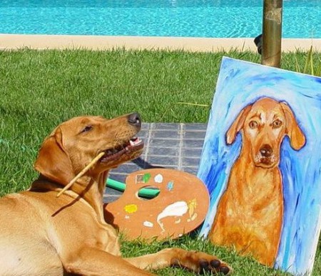 A vida e a morte de uma labrador côr de mel