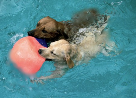 Curtindo a piscina
