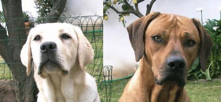 Leão Tica e o barco de borracha