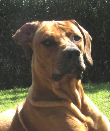 Características da raça