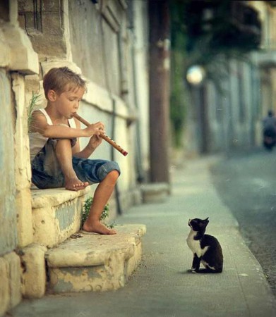 Gatos