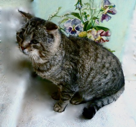 Tigrinho (in memoriam)